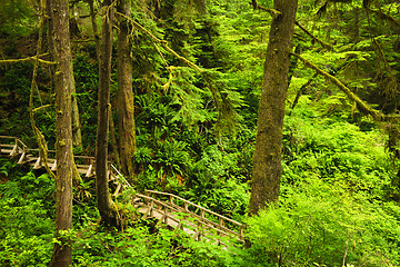 Image showing Path in temperate rainforest