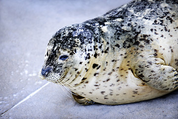 Image showing Harbor Seal