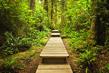 Image showing Path in temperate rainforest