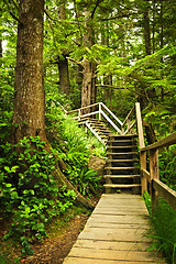 Image showing Path in temperate rainforest