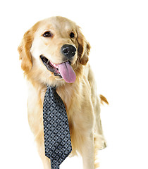 Image showing Golden retriever dog wearing a tie