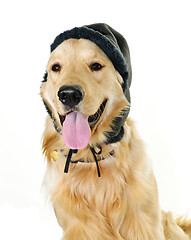 Image showing Golden retriever dog wearing winter hat