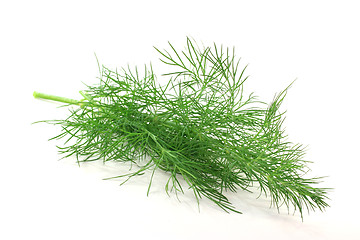 Image showing Dill