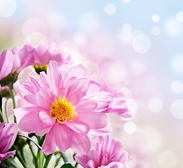 Image showing Pink flowers