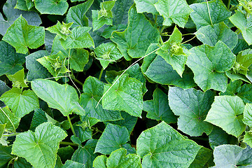 Image showing Cucumber leaves