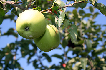 Image showing Apple orchard