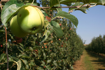 Image showing Apple orchard