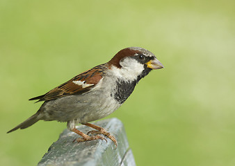 Image showing House sparrow