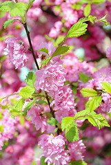 Image showing CHERRY BLOSSOMS