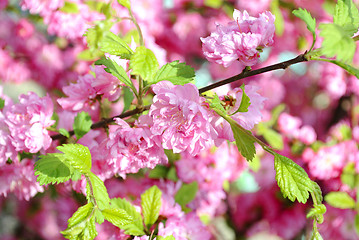 Image showing Cherry Blossoms