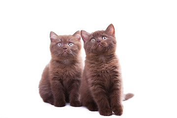 Image showing two chestnut British kittens 