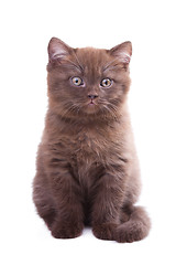 Image showing chestnut British kitten on isolated white