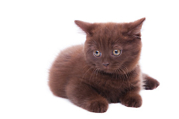 Image showing chestnut British kitten lying on isolated white