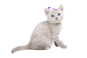 Image showing pale-yellow British kitten