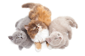 Image showing three cute British kittens