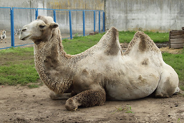 Image showing Camel in zoo