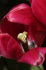 Image showing Red tulip