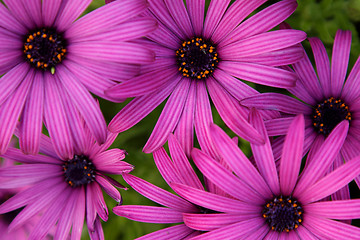 Image showing Purple daisies