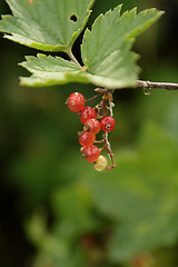 Image showing Red currant