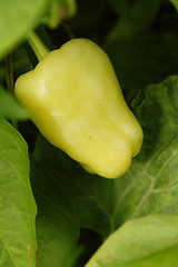 Image showing Pepper