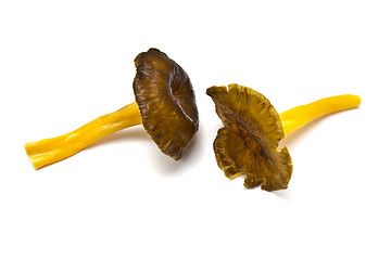 Image showing Fresh chanterelle mushrooms 