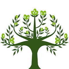 Image showing Olive tree