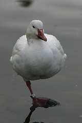 Image showing snow goose