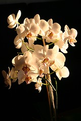 Image showing orchid