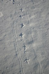 Image showing tracks from the blackcocks mating game