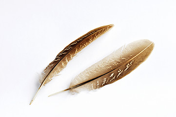 Image showing Feather