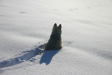 Image showing puppy in the snow