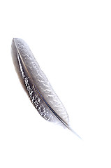 Image showing Feather