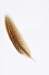 Image showing Feather