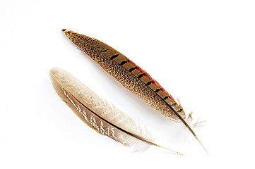 Image showing Feather