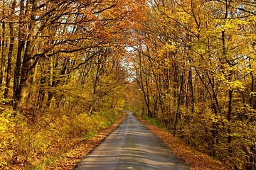 Image showing Autumn road