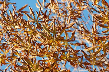 Image showing Leaves