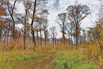 Image showing Forest