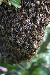 Image showing wild bees