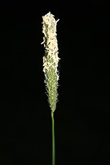 Image showing Hay straw