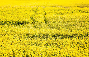 Image showing Rape field