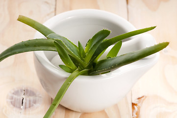 Image showing Aloe vera - herbal medicine 