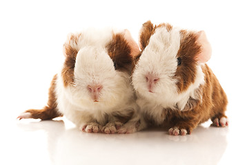 Image showing baby guinea pig