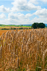 Image showing Agricultural Field