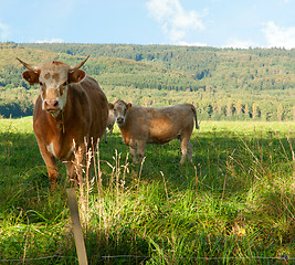 Image showing Bulls