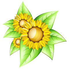 Image showing Sunflowers