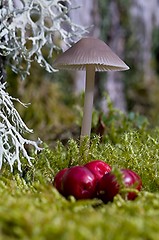 Image showing Mushroom and lichen