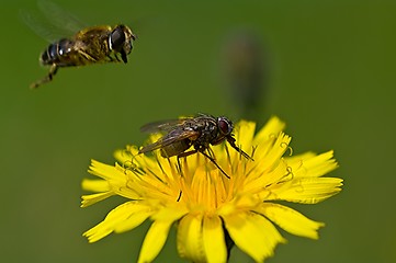 Image showing Fly notice the runway occupied