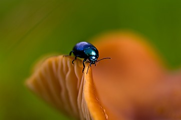 Image showing Blue beetle on mushroom