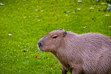 Image showing Capybara