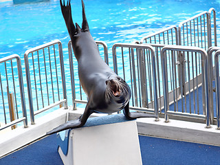 Image showing sea lion basking in the sun 